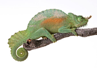 Chameleon © imagenavi