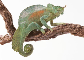 Chameleon