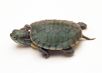 Red-eared Slider