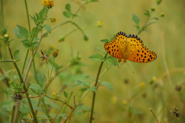 The butterfly and flower closeup 