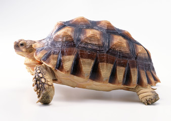 African Spurred Tortoise