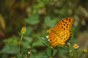 The butterfly and flower closeup 