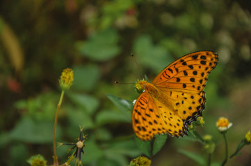 The butterfly and flower closeup 