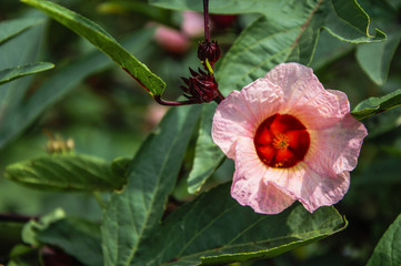 The blossoming roselle flower closeup 