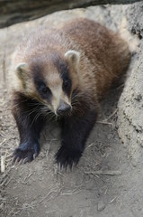 ニホンアナグマ