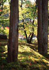 Obraz premium Garden