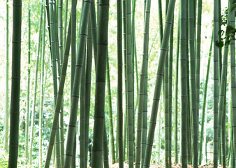 Bamboo Grove