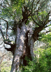 Yaku Cedar