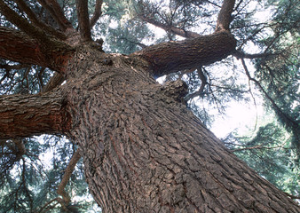 Big Tree
