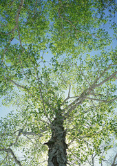 Fototapeta premium Tree