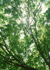 Sunlight Streaming Through the Leaves of Trees