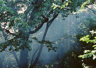 Sunlight Streaming Through the Leaves of Trees - obrazy, fototapety, plakaty