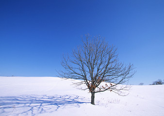 Fototapeta na wymiar Snowy Field