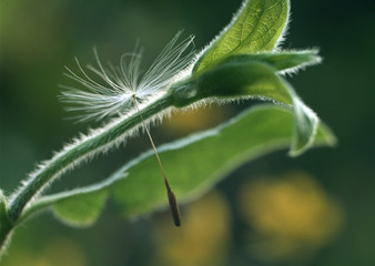 Fluff of Dandelion