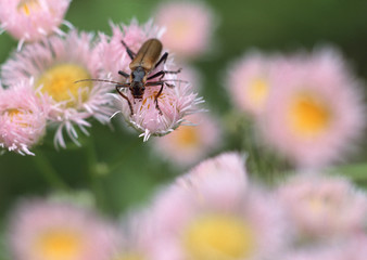 Insect on Flower