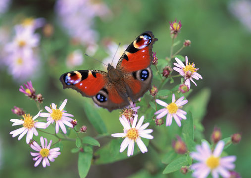 Flower and Butterfly