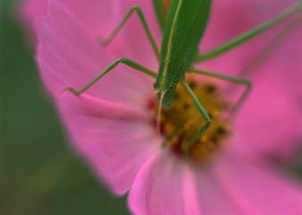 Cosmos and Insect