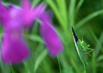 Grasshopper