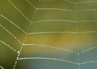 Cobweb