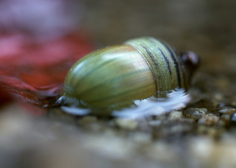 Acorn