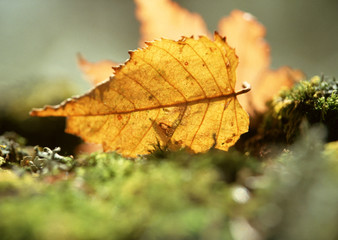 Fallen Leaf