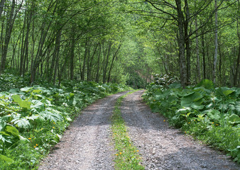 Forest and Road