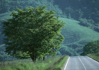 Road