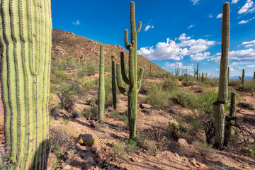 Giant Saguaro Cactus near Phoenix, Arizona.