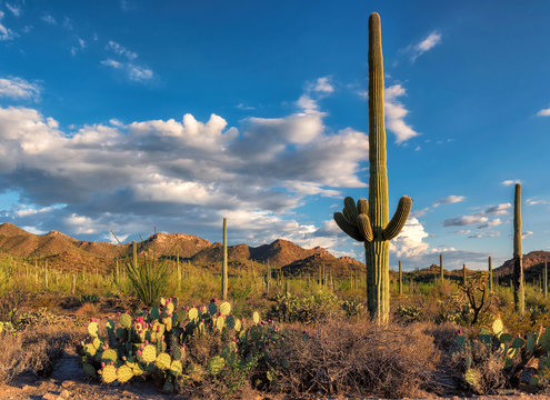 Saguaro cactus landscape, Carnegiea gigantea, Saguaro National Park, Arizona. 