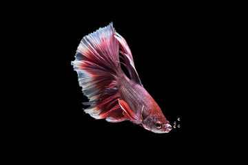 Siamese fighting fish with bubble, Ruby-White, betta fish on bla