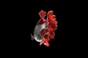 Red-Silver Siamese fighting fish, betta fish on black background