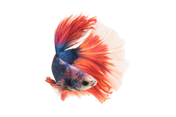 Red-Blue Siamese fighting fish, betta fish isolated on white bac