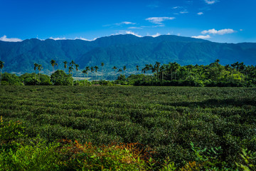 Tea Fields of Taiwan
