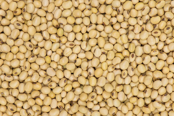 Soybean background, Soya Seed background and textured