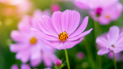 Obraz premium Soft pink flowers background 