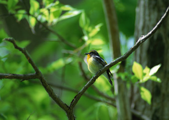 Narcissus Flycatcher