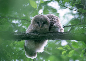 Owl