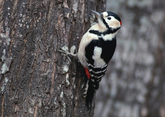 Great Spotted Woodpecker