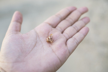 beautiful shell on the hand