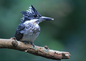 Greater Pied Kingfisher
