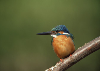 Kingfisher