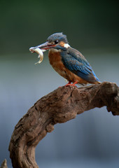 Kingfisher