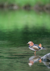 Mandarin Duck