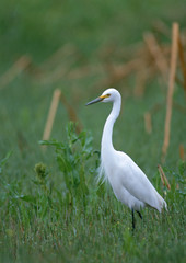 Intermediate Egret