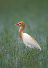 Cattle Egret