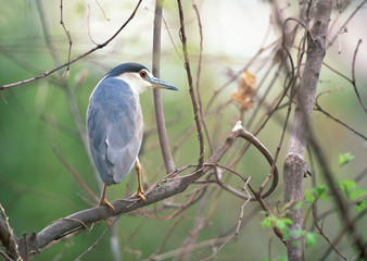 Black-crowned Night Heron