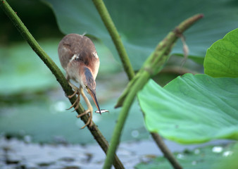 Little Bittern