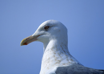 Slaty-backed Gull