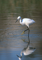 Little Egret