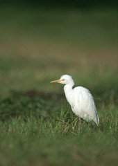 Fototapeta premium Cattle Egret